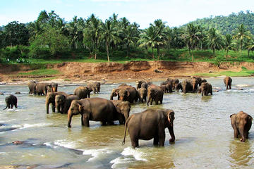 Private Day Tour: Pinnawala Elephant Orphanage from Colombo Private Day Tour: Pinnawala Elephant Orphanage from Colombo