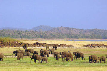 Private Day Tour: Udawalawa National Park Safari