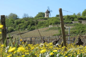 Private day trip to Burgundy from Paris