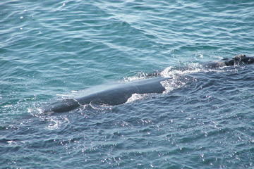 Private Full Day Tour: Whale Watching, Penguin Viewing and Wine Tasting from Cape Town