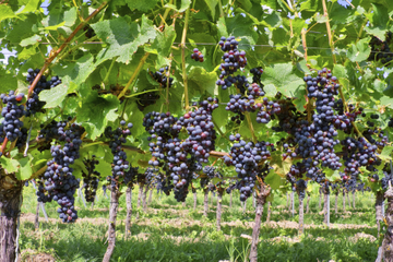 Private Irpinia Wine Tour from Naples with Sommelier