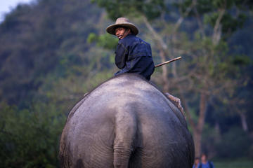 Private Lampang Elephant School and Lamphun Temples Tour from Chiang Mai