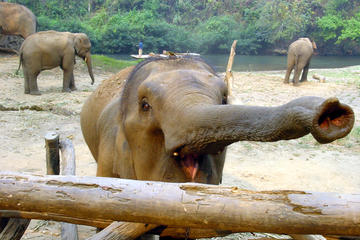 Private Lampang Elephant School Experience and Temples Tour by Horse Drawn Carriage from Chiang Mai