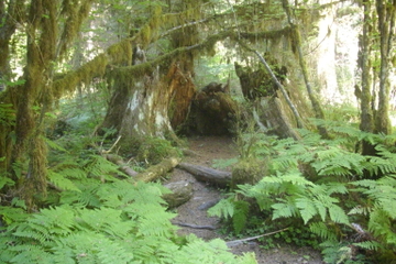 Private Olympic National Park Rainforest Tour from Seattle