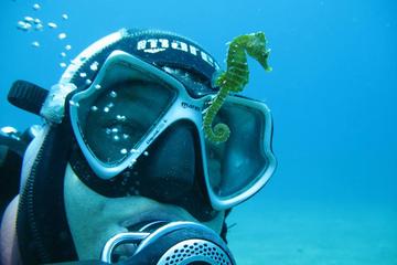Private Scuba Diving from Split