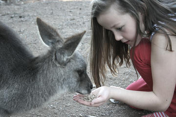 Private Shoalhaven Zoo Experience from Sydney