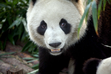 Private Tour: 2-Day Chengdu Tour with Pandas and Leshan Giant Buddha