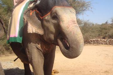 Private Tour: Afternoon Tour of Dera Amer Elephant Safari with BBQ Dinner in Jaipur