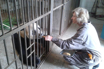 Private Tour: Be a Panda Volunteer for One Day at Dujiangyan Giant Panda Center