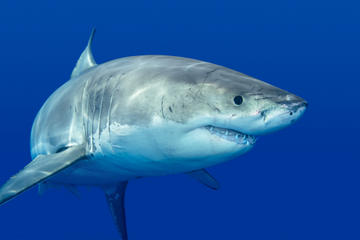 Private Tour: Cage Dive with Great White Sharks from Cape Town