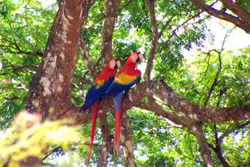 Private Tour: Carara National Park Bird Watching Tour