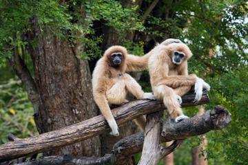 Private Tour: Cu Chi Tunnels, Cao Dai Temple and Wildlife Rescue Station
