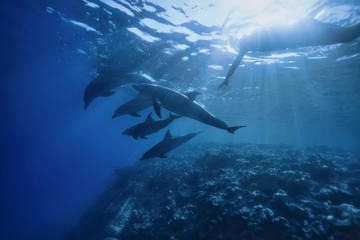Private Tour: Dolphin Swim Adventure in Madeira