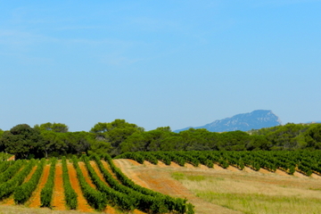Private tour: Exclusive and Gourmet Wine Tour in Languedoc from Montpellier