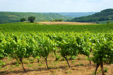 Private Tour: Fronton Wine Tasting Trip from Toulouse