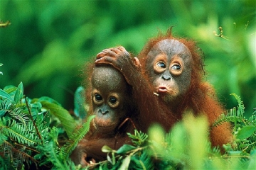 Private Tour: Gunung Leuser National Park Trekking Tour with Orangutan Viewing from Medan
