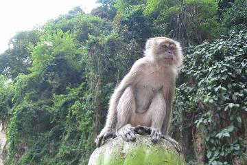 Private Tour: Half Day Batu Caves Tour