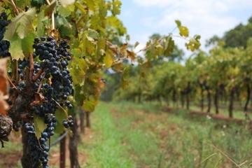 Private Tour: Hunter Valley Region and Boutique Wineries Day Trip from Sydney