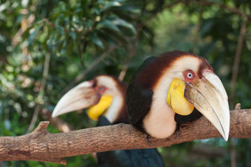 Private Tour: Langkawi Rainforest Trekking Adventure