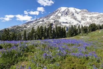 Private Tour: Mt Rainier Day Trip from Seattle