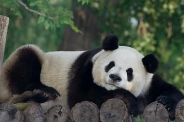 Private Tour of China's National Treasures: Giant Pandas and Terracotta Warriors in Xi'an