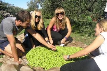 Private Tour: Olive Picking in Solta Island with Lunch