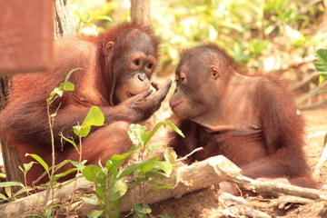 Private Tour: Orangutan Island, Taiping Zoo and Perak Museum from Penang