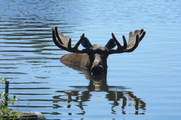 Private Tour: Seward Cruise Transfer and Tour