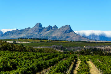 Private Tour: Stellenbosch, Franschhoek and Paarl Wine-Tasting Tour from Cape Town