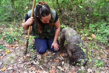 Private Tour: Truffle Hunting and Wine Experience from Florence with Lunch