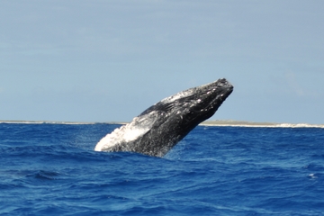 Private Tour: Whale-Watching Cruise from Grand Turk