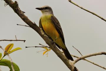 Puerto Jiménez Bird Watching Tour