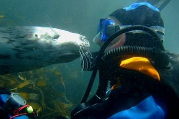 Puerto Madryn Shore Excursion: Scuba Dive with Sea Lions