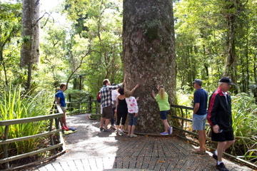 Puketi Rainforest Guided Walks