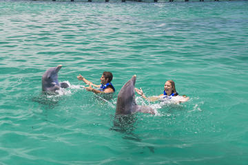 Punta Cana Exteme Swim plus Shark, Stingray and Fur Seal Encounters