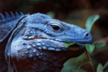 Queen Elizabeth II Botanic Park Cayman Island
