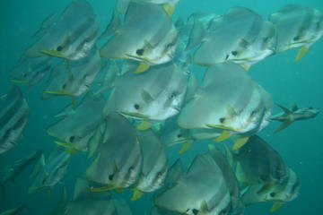 Racha Yai Dive Trip from Phuket