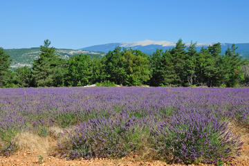 Rhone Valley Wine Tour from Avignon: Chateauneuf-du-Pape, Ventoux and Tavel