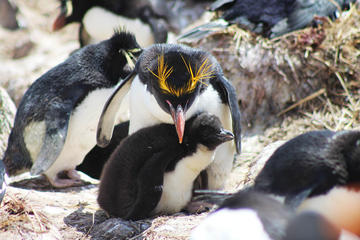 Rockhopper Penguins at Cape Bougainville from Stanley Rockhopper Penguins at Cape Bougainville from Stanley