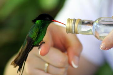 Rocklands Bird Sanctuary and Montego Bay Highlights Tour