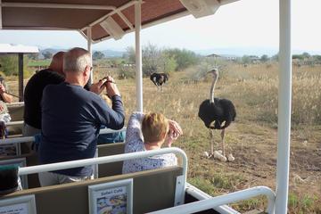 Safari Ostrich Farm Tractor Tour in Oudtshoorn Safari Ostrich Farm Tractor Tour in Oudtshoorn