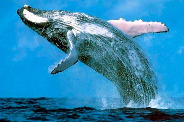Samaná Bay Whale-Watching and Cayo Levantado Tour from Punta Cana