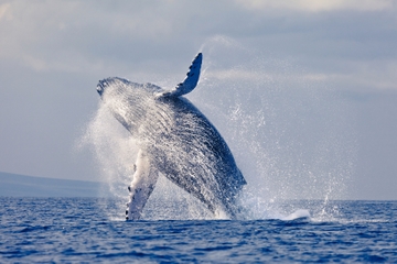Samaná Whale-Watching Cruise and Tropical Island Visit