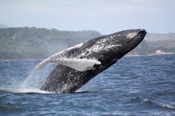 Samana Whale Watching Day Trip by Air From Punta Cana