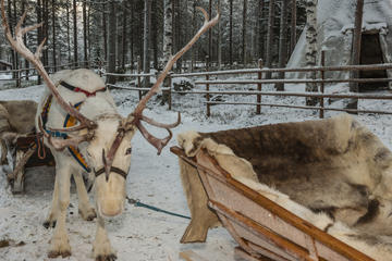Sami Cultural Tour from Tromso: Reindeer Sleigh Ride, Lavvu Campfire and Optional Northern Lights Overnight Lavvu Stay