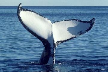 San Diego Whale Watching Sailboat Cruise