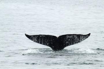 San Diego Whale Watching Tour