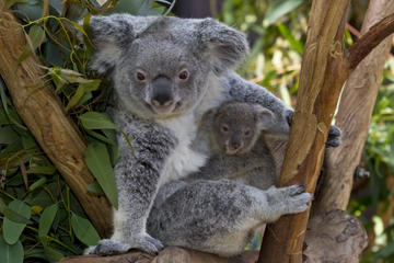 San Diego Zoo Transportation and Admission
