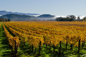 San Francisco Shore Excursion: Private Tour to Wine Country by Luxury Transport