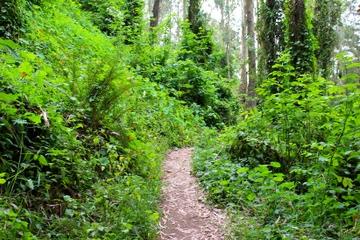San Francisco Urban Hike: Hills and Hidden Gems